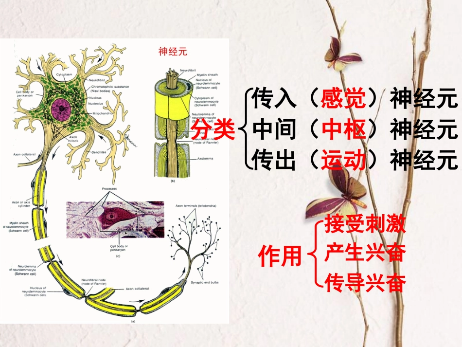 七年级生物下册 第4单元 第6章 第3节 神经调节的基本方式课件 （新版）新人教版_第2页