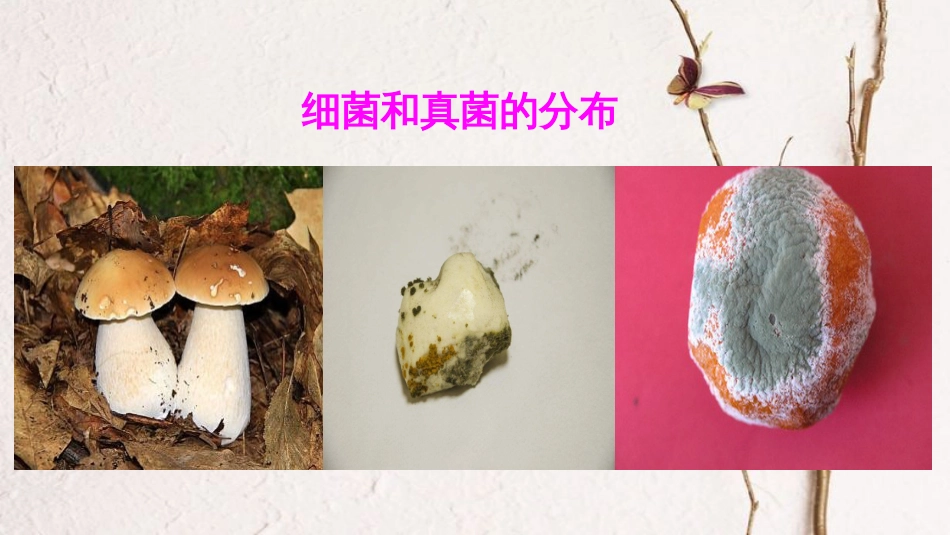 八年级生物上册 第五单元 第四章 第一节《细菌和真菌的分布》课件 （新版）新人教版_第1页