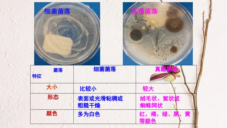 八年级生物上册 第五单元 第四章 第一节《细菌和真菌的分布》课件 （新版）新人教版_第3页