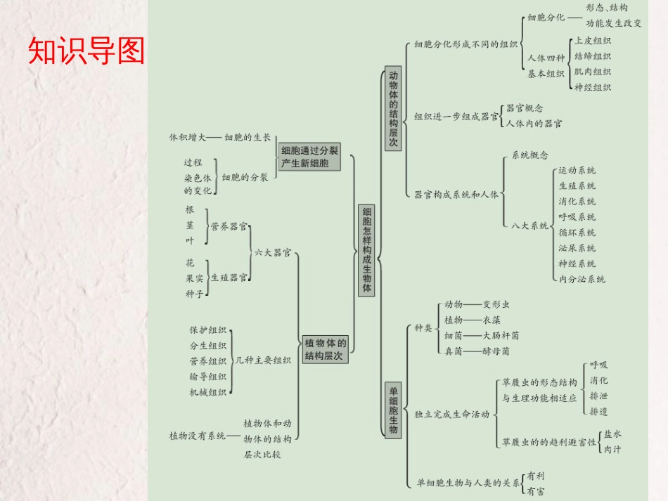 广东省中考生物 第二单元 生物体的结构层次 第二章 细胞怎样构成生物体课件_第3页