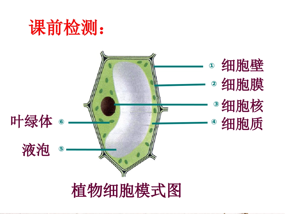 湖南省桑植县七年级生物上册 第二单元 第一章 第四节 细胞的生活课件 （新版）新人教版(1)_第2页