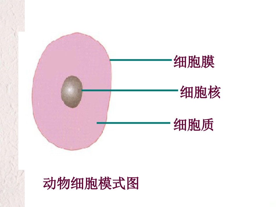 湖南省桑植县七年级生物上册 第二单元 第一章 第四节 细胞的生活课件 （新版）新人教版(1)_第3页