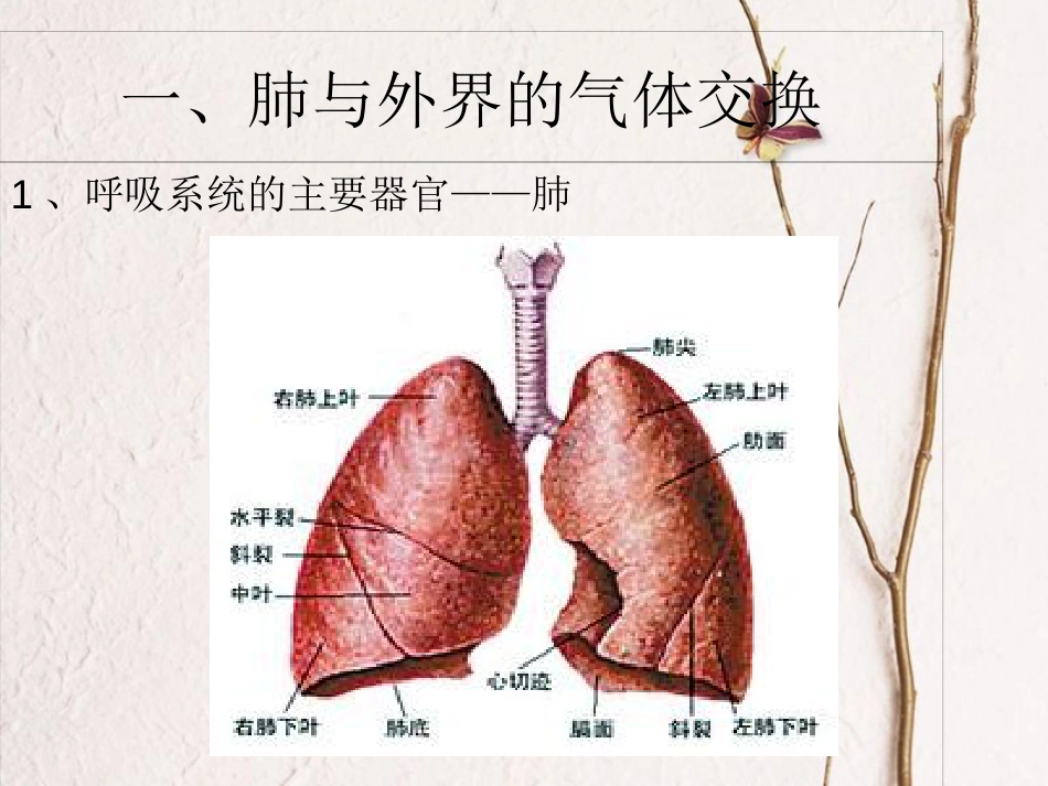 七年级生物下册 第四单元 第三章 第二节 发生在肺内的气体交换课件 （新版）新人教版(1)_第3页