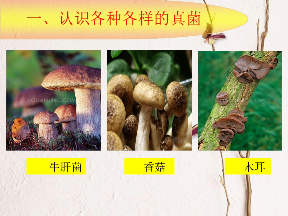 陕西省石泉县八年级生物上册 5.4.3真菌课件 （新版）新人教版(1)_第2页