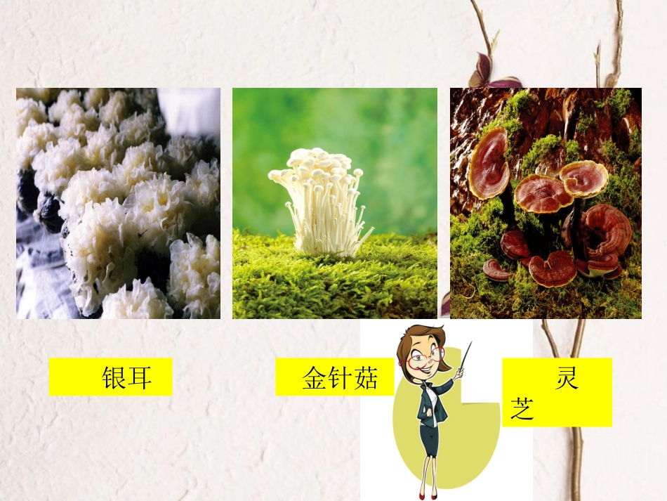 陕西省石泉县八年级生物上册 5.4.3真菌课件 （新版）新人教版(1)_第3页