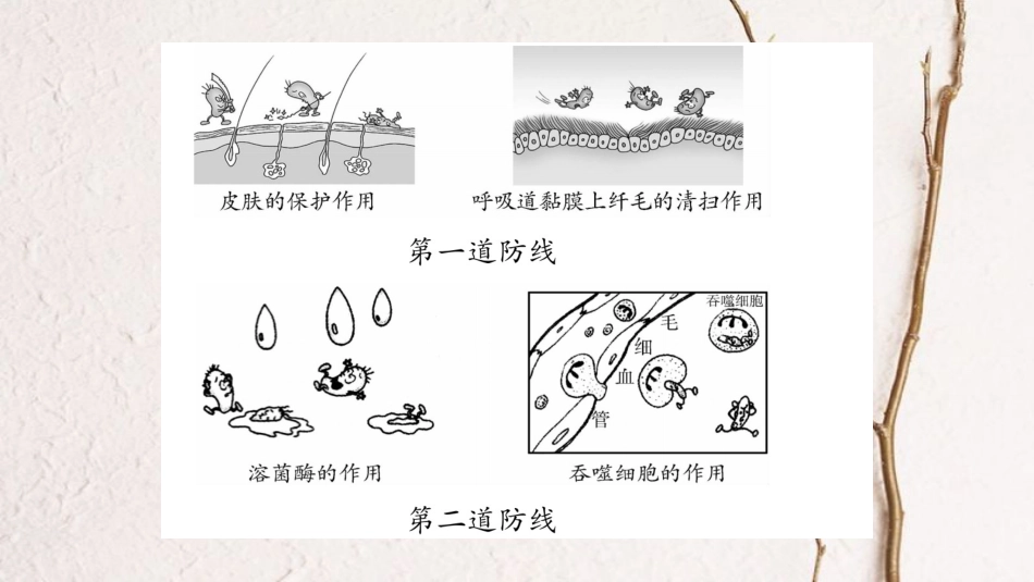 中考生物总复习 七下 第2单元 第6、7章教材考点梳理课件 冀教版(1)_第3页