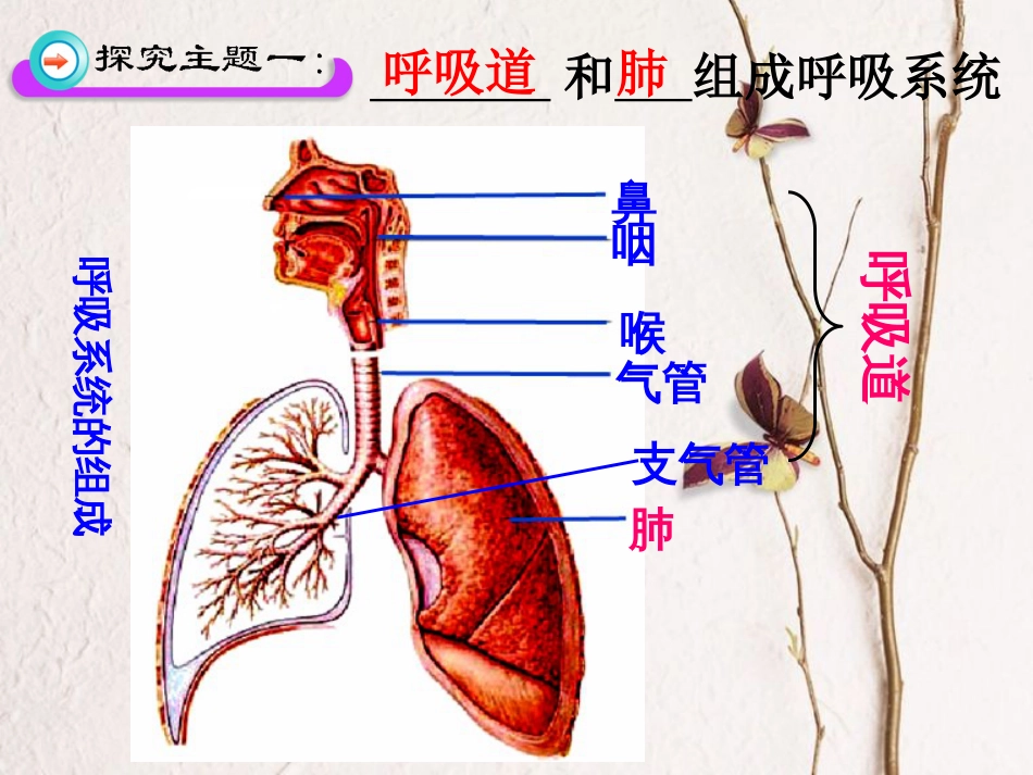 七年级生物下册 第十章第二节 人体细胞获得氧气的过程课件 （新版）北师大版_第3页