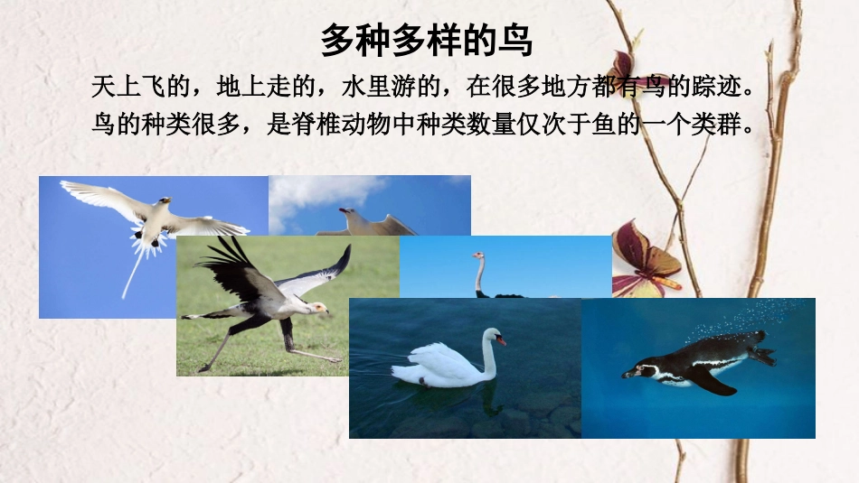 八年级生物上册 第五单元 第一章 第六节《鸟》课件 （新版）新人教版_第2页