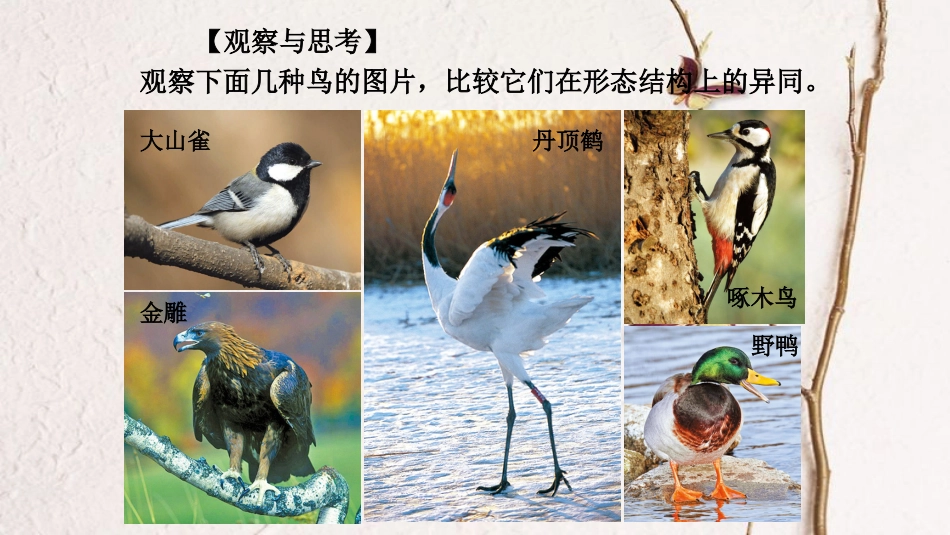 八年级生物上册 第五单元 第一章 第六节《鸟》课件 （新版）新人教版_第3页
