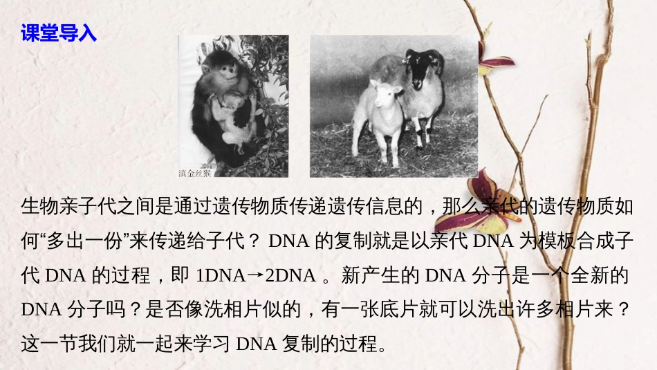 版高中生物 第四章 遗传的分子基础 第二节 DNA的结构和DNA的复制 第2课时课件 苏教版必修2_第3页