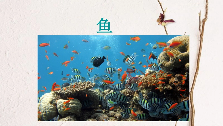 八年级生物上册 第五单元 第一章 第四节《鱼》课件 （新版）新人教版(1)_第1页