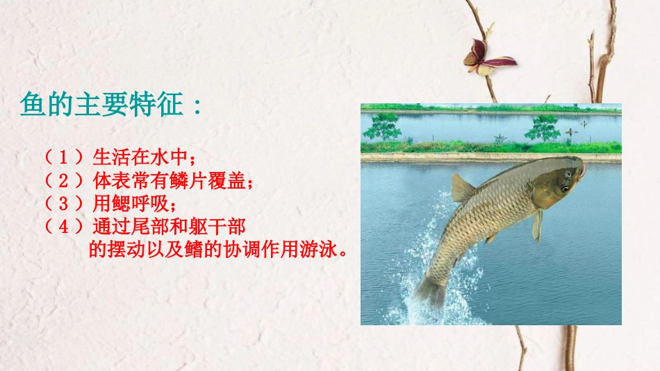 八年级生物上册 第五单元 第一章 第四节《鱼》课件 （新版）新人教版(1)_第2页