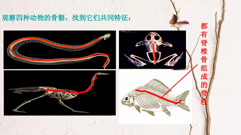 八年级生物上册 第五单元 第一章 第四节《鱼》课件 （新版）新人教版(1)_第3页