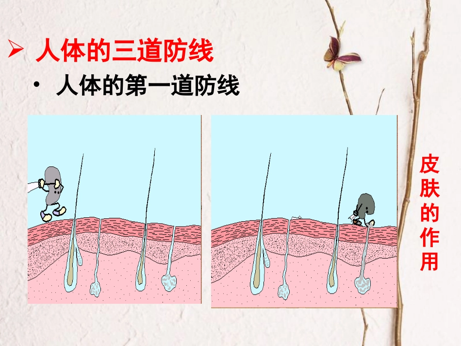 八年级生物下册 8.1.2 免疫与计划免疫教学课件 （新版）新人教版(1)_第3页