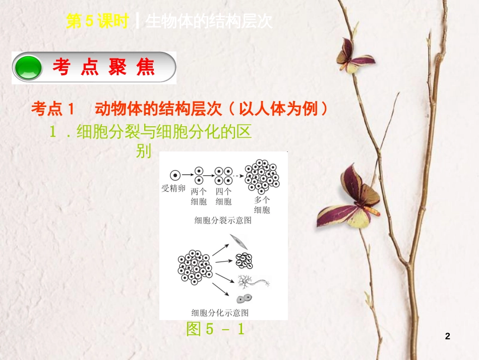 中考生物 第二单元 生物体的结构层次 第5课时 生物体的结构层次课件_第2页