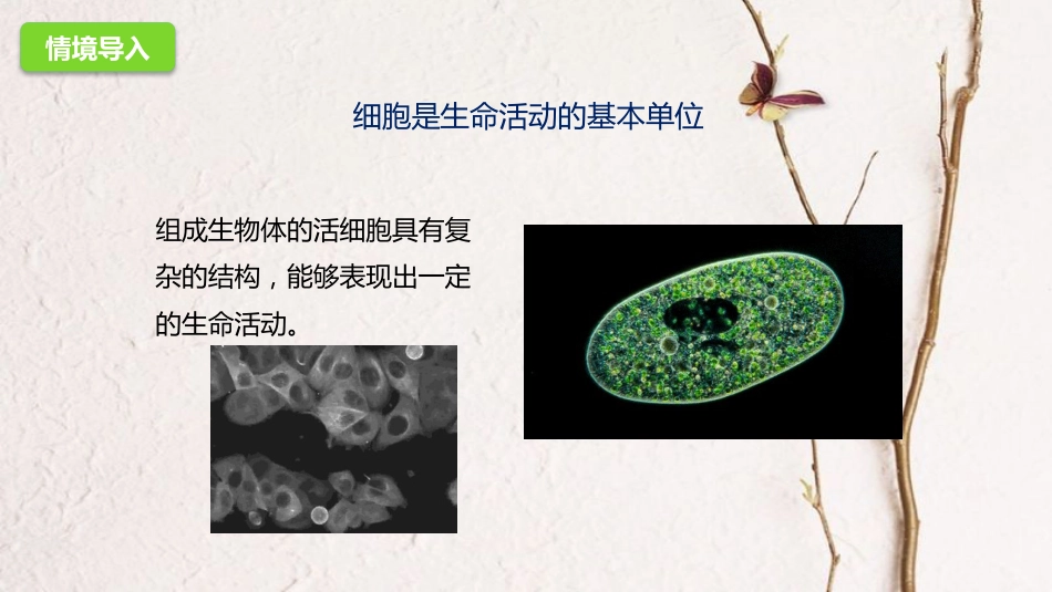 七年级生物上册 1.2.1.2细胞的结构和功能课件 （新版）济南版_第2页