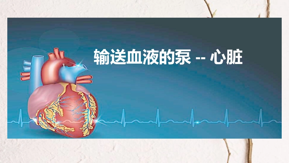 七年级生物下册 第四单元第四章第三节输送血液的泵--心脏课件 （新版）新人教版_第2页