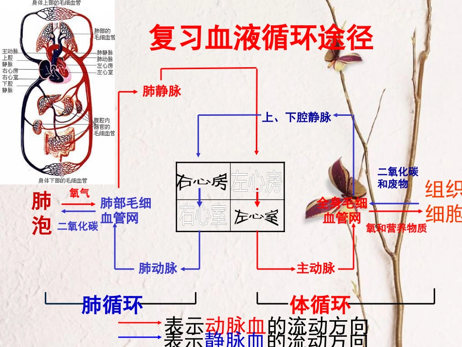 七年级生物下册 第4单元 第4章 第4节 输血与血型课件 （新版）新人教版_第1页