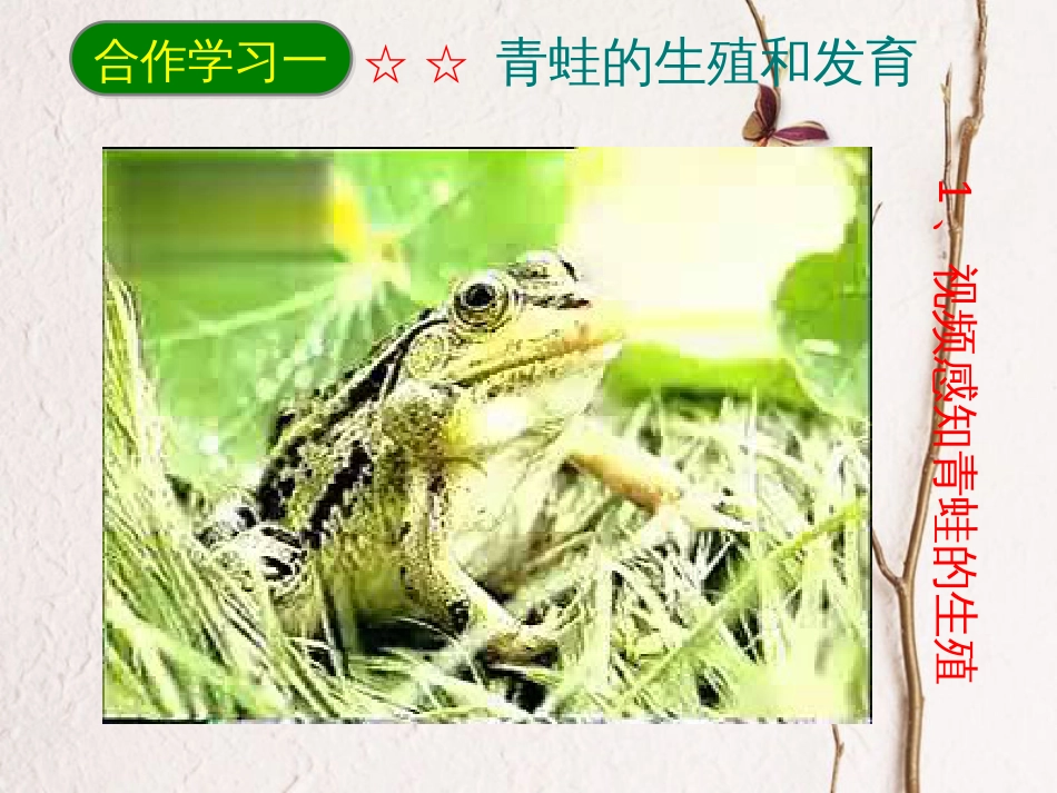 八年级生物下册 7.1.3两栖动物的生殖和发育课件2 （新版）新人教版_第3页