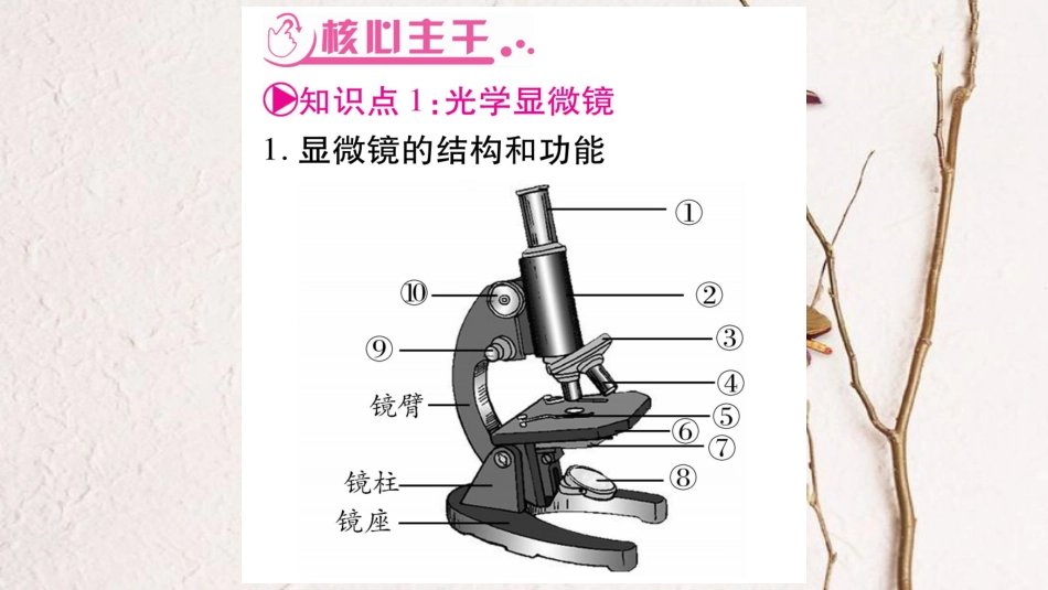 中考生物总复习 教材考点梳理 七上 第2单元 生物体的结构 第3章 细胞课件 北师大版(1)_第2页