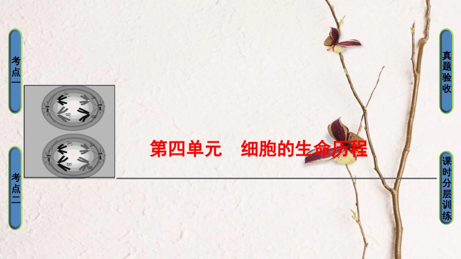 高三生物一轮复习 第4单元 细胞的增殖课件 新人教版必修1(1)_第1页