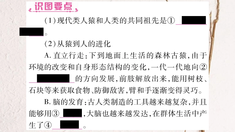 中考生物总复习 教材考点梳理 七下 第4单元 第1章 人的由来课件 新人教版(1)_第3页