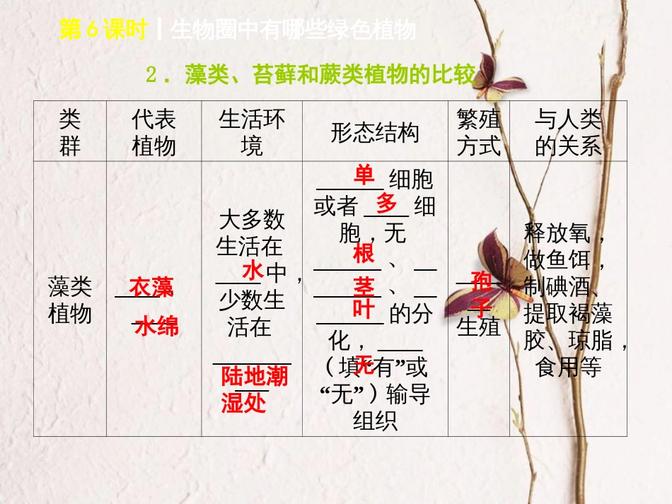 中考生物 第三单元 生物圈中的绿色植物 第6课时 生物圈中有哪些绿色植物课件(1)_第3页