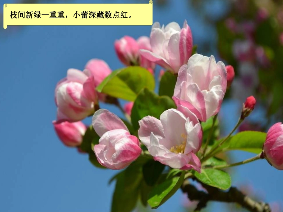 九年级美术上册 4 工笔花卉课件 人美版_第2页