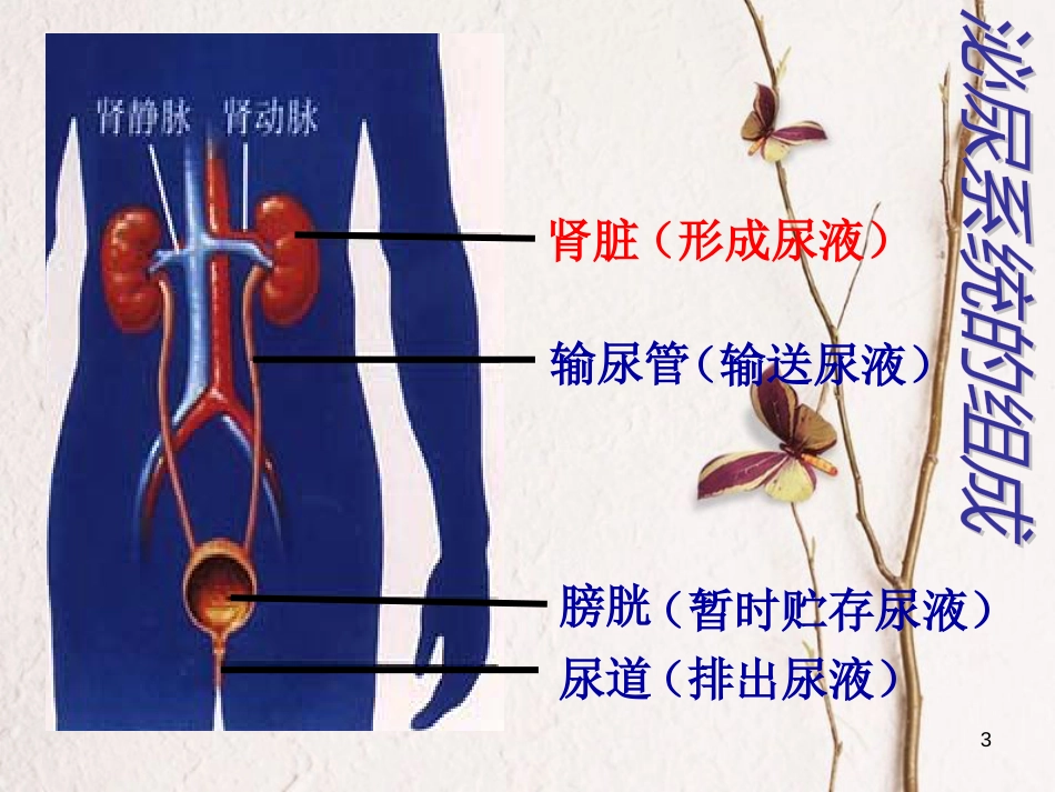 七年级生物下册 11.2  尿的形成和排出课件 （新版）北师大版(1)_第3页