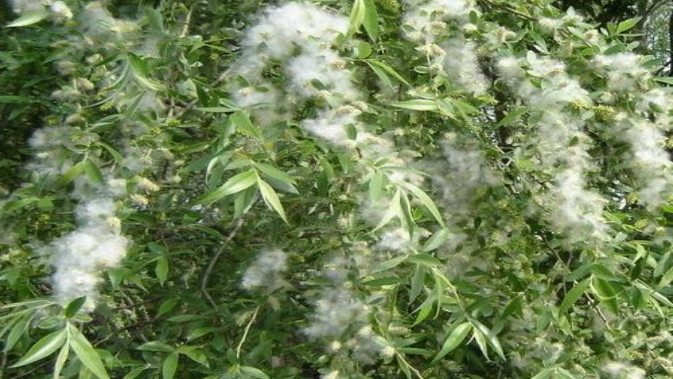 八年级语文下册 第五单元 比较探究《水龙吟》教学课件 北师大版_第2页