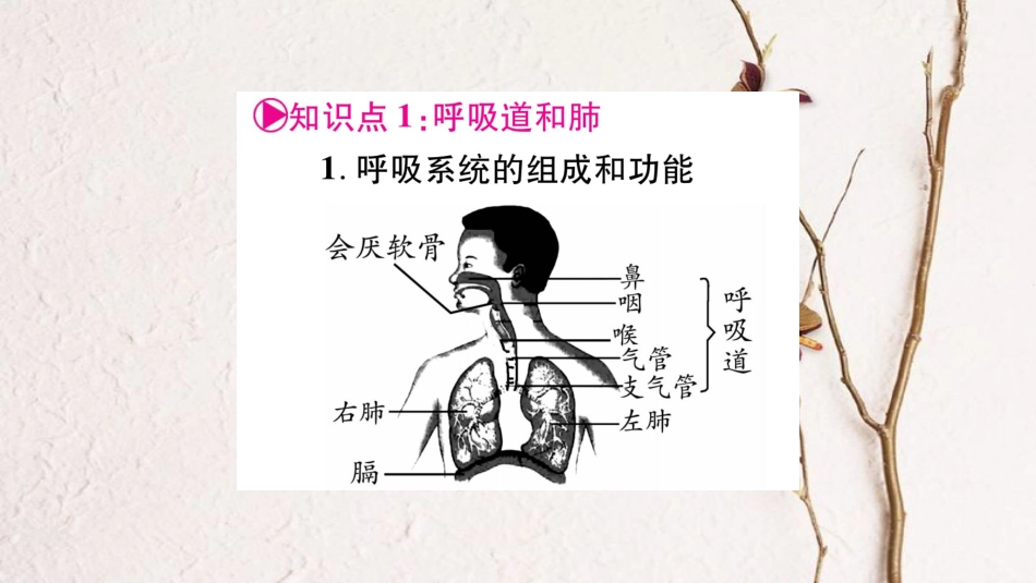 中考生物总复习 七下 第2单元 第3章 健肺强肾 精力充沛教材考点梳理课件 冀教版_第2页