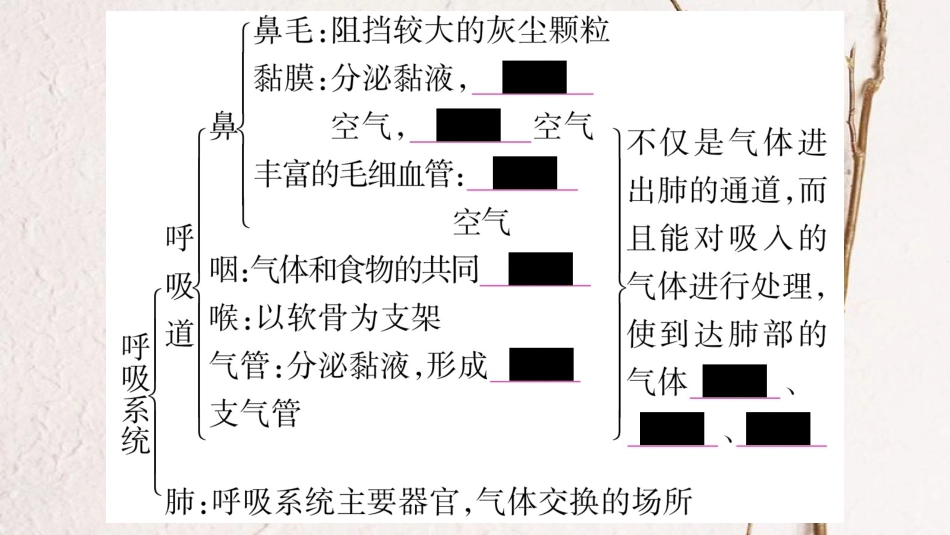 中考生物总复习 七下 第2单元 第3章 健肺强肾 精力充沛教材考点梳理课件 冀教版_第3页