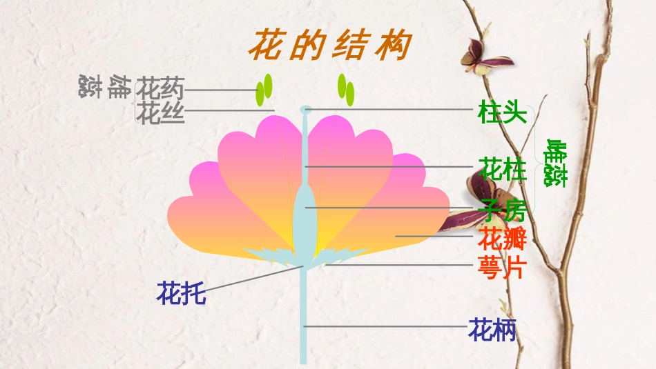 八年级生物下册 7.1.1植物的生殖课件2 （新版）新人教版_第3页