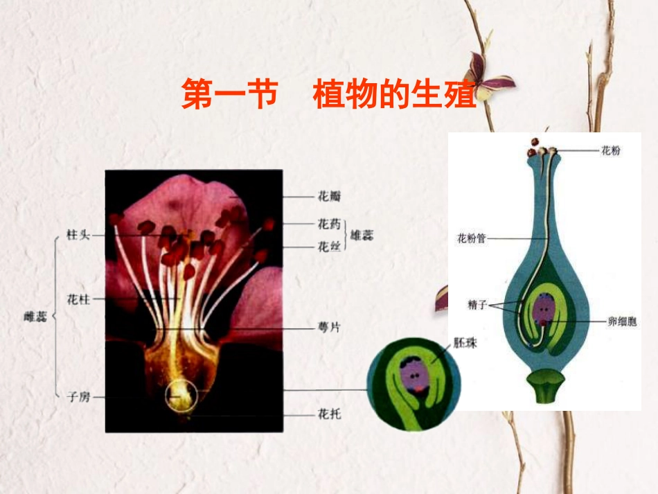 八年级生物下册 7.1.1 植物的生殖教学课件 （新版）新人教版_第3页