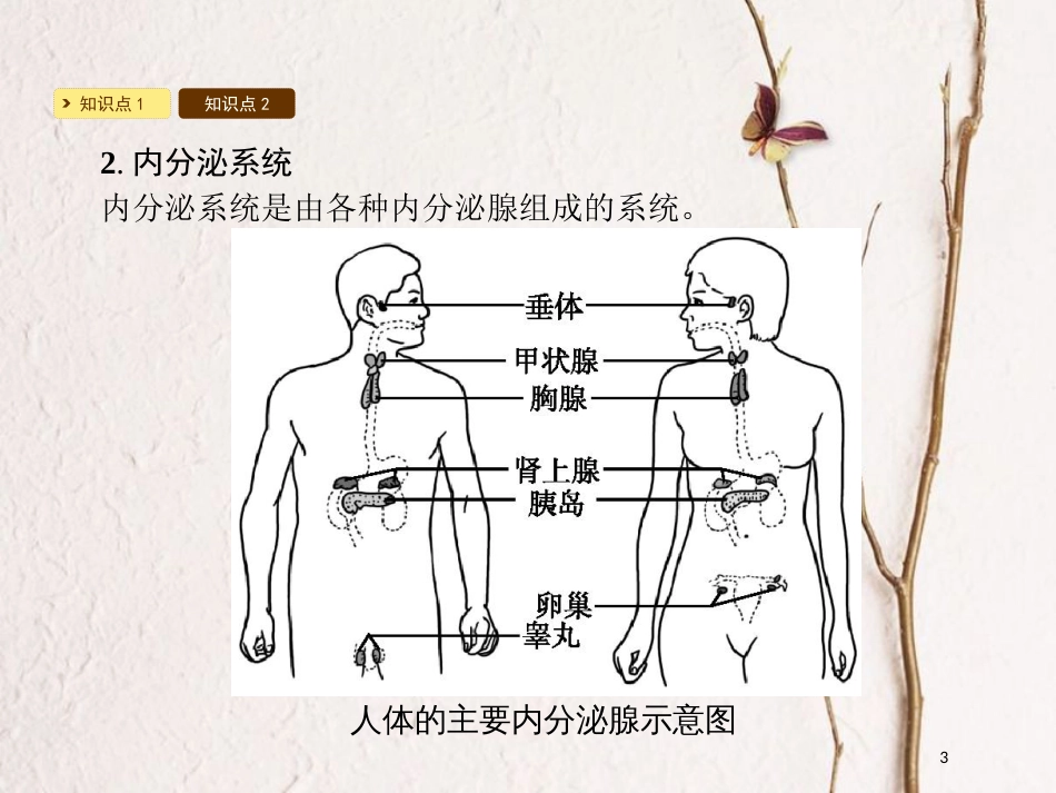 2018七年级生物下册 12.3 激素调节课件 （新版）北师大版(1)_第3页