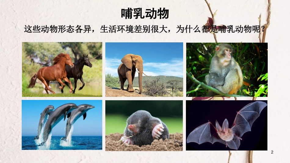 八年级生物上册 第五单元 第一章 第七节《哺乳动物》课件 （新版）新人教版_第2页