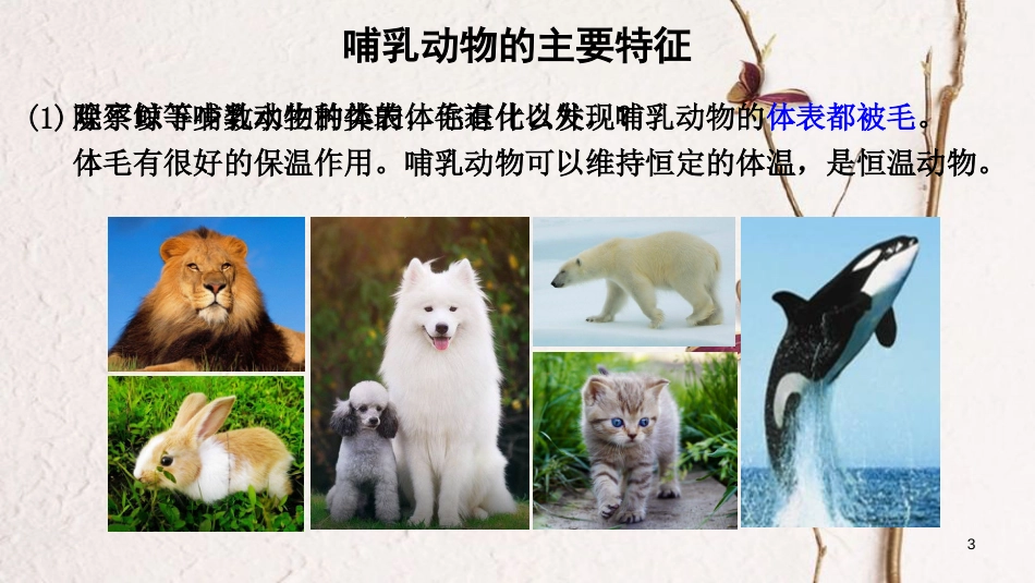 八年级生物上册 第五单元 第一章 第七节《哺乳动物》课件 （新版）新人教版_第3页