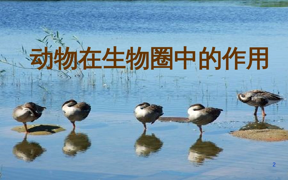 湖南省桑植县八年级生物上册 5.3动物在生物圈中的作用课件 （新版）新人教版_第2页