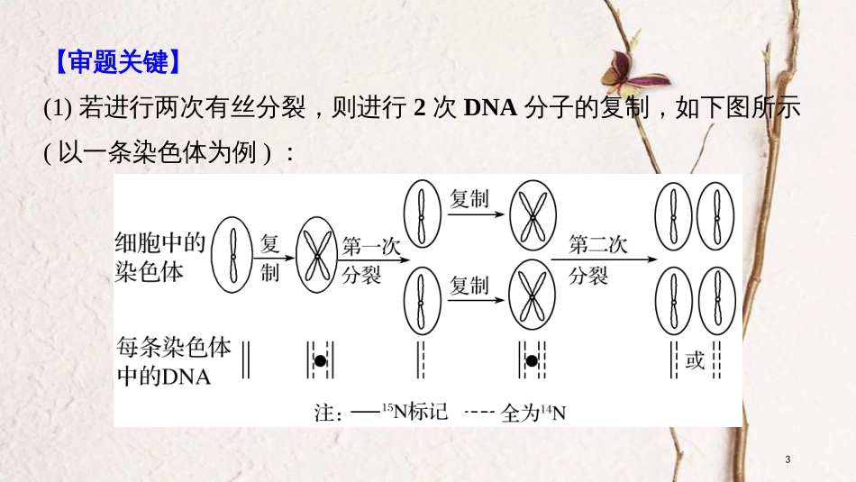 2019版生物高考大一轮复习 热点题型五 DNA复制与细胞分裂中染色体标记问题课件 北师大版_第3页