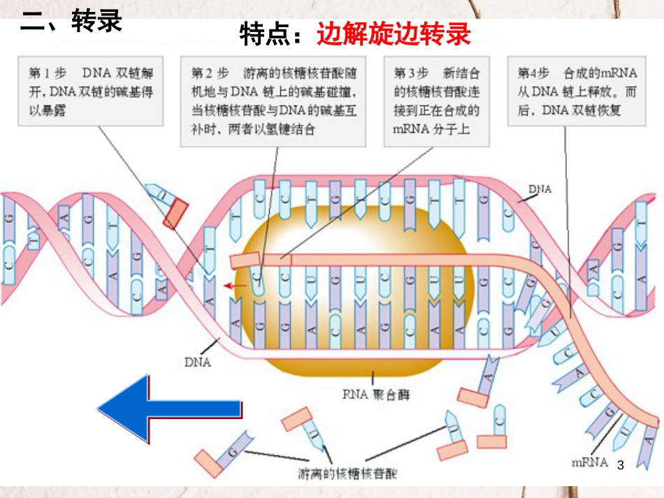 河北省南宫市高中生物 第四章 基因的表达 4.1 基因控制蛋白质合成课件 新人教版必修2_第3页