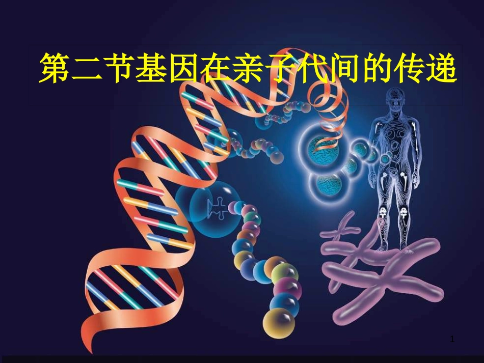 八年级生物下册 7.2.2基因在亲子代间的传递教学课件 （新版）新人教版_第1页