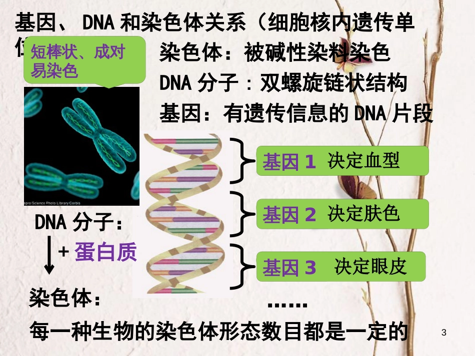 八年级生物下册 7.2.2基因在亲子代间的传递教学课件 （新版）新人教版_第3页