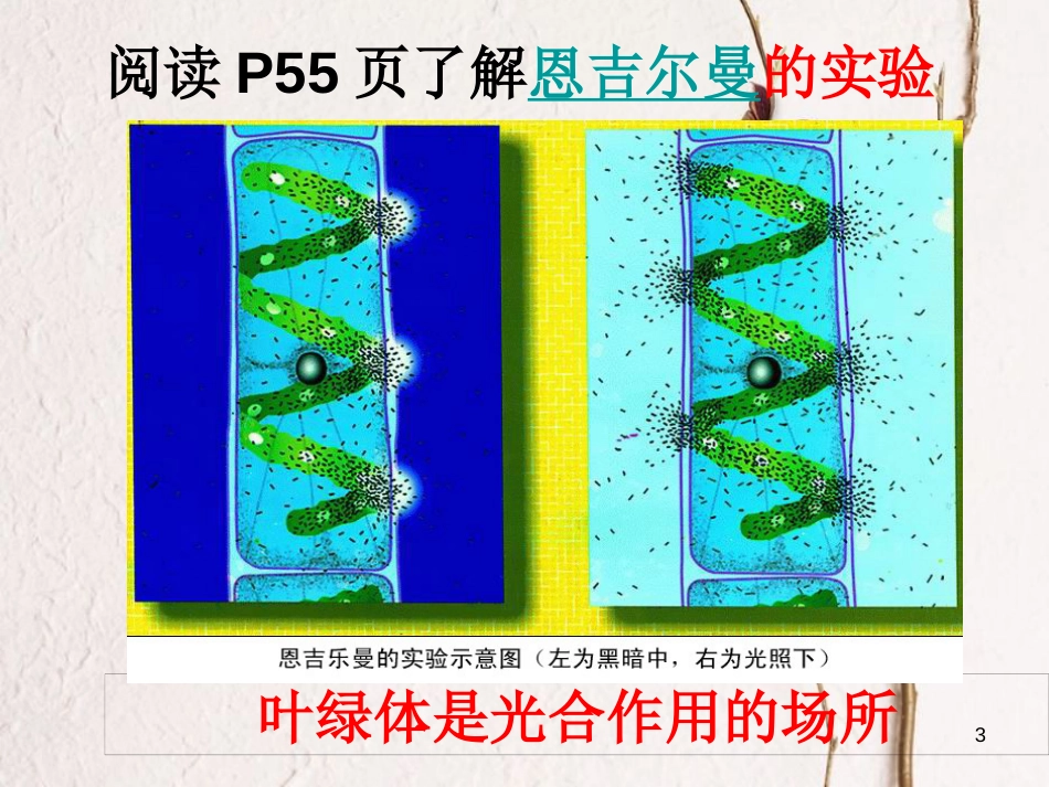 学年七年级生物上册 3.4.1 绿色植物的光合作用课件2 （新版）苏科版_第3页