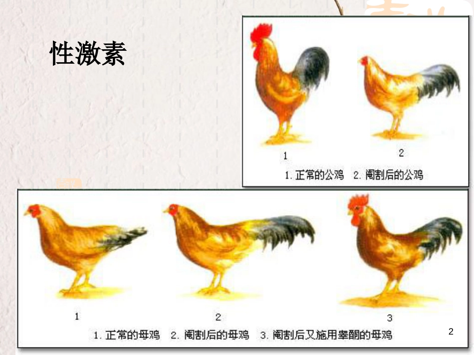 江苏省淮安市2017年高中生物 第二章 动物和人体生命活动的调节 2.2 通过激素的调节课件 新人教版必修3_第2页