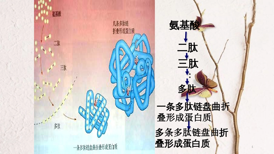 辽宁省北票市高中生物 第二章 组成细胞的分子 2.2 生命活动的主要承担者—蛋白质（2）课件 新人教版必修1_第3页