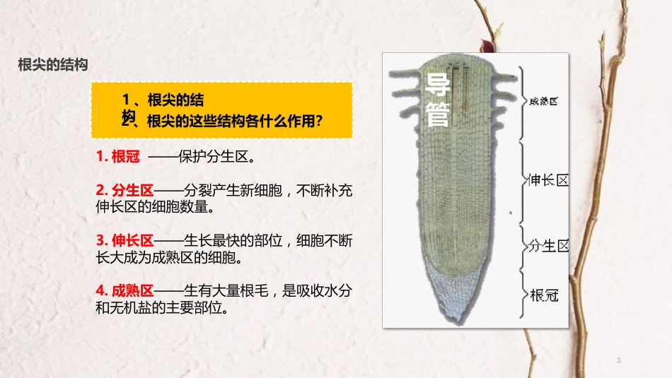 七年级生物上册 第三单元 第二章 第二节《植株的生长》课件 （新版）新人教版_第3页