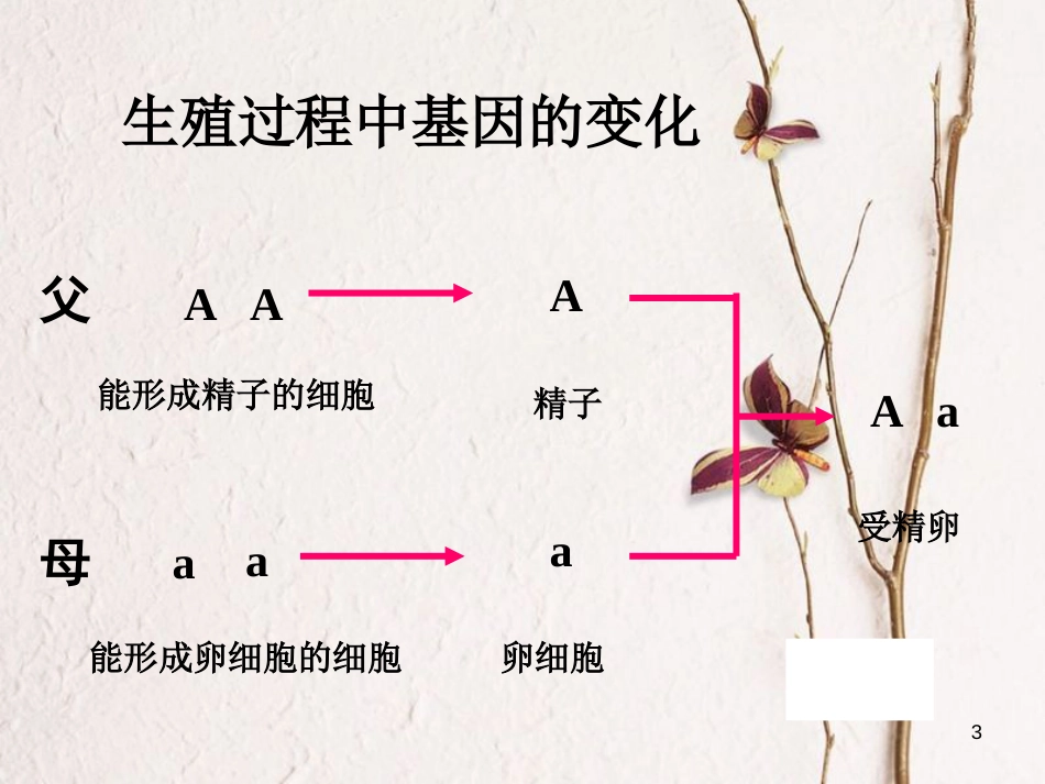 新疆八年级生物下册 7.2.3基因的显性和隐性课件 （新版）新人教版_第3页