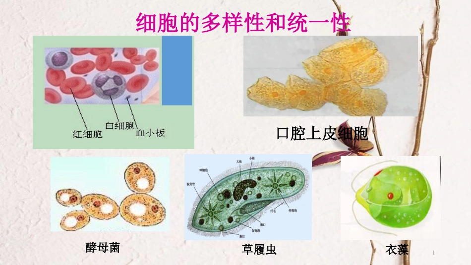 辽宁省北票市高中生物 第一章 走近细胞 1.2 细胞的多样性和统一性（2）课件 新人教版必修1_第1页