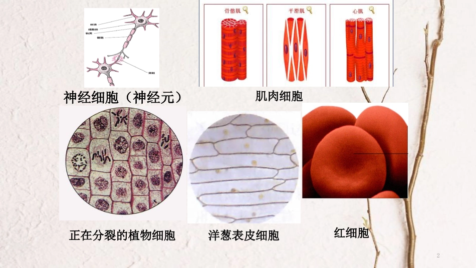 辽宁省北票市高中生物 第一章 走近细胞 1.2 细胞的多样性和统一性（2）课件 新人教版必修1_第2页