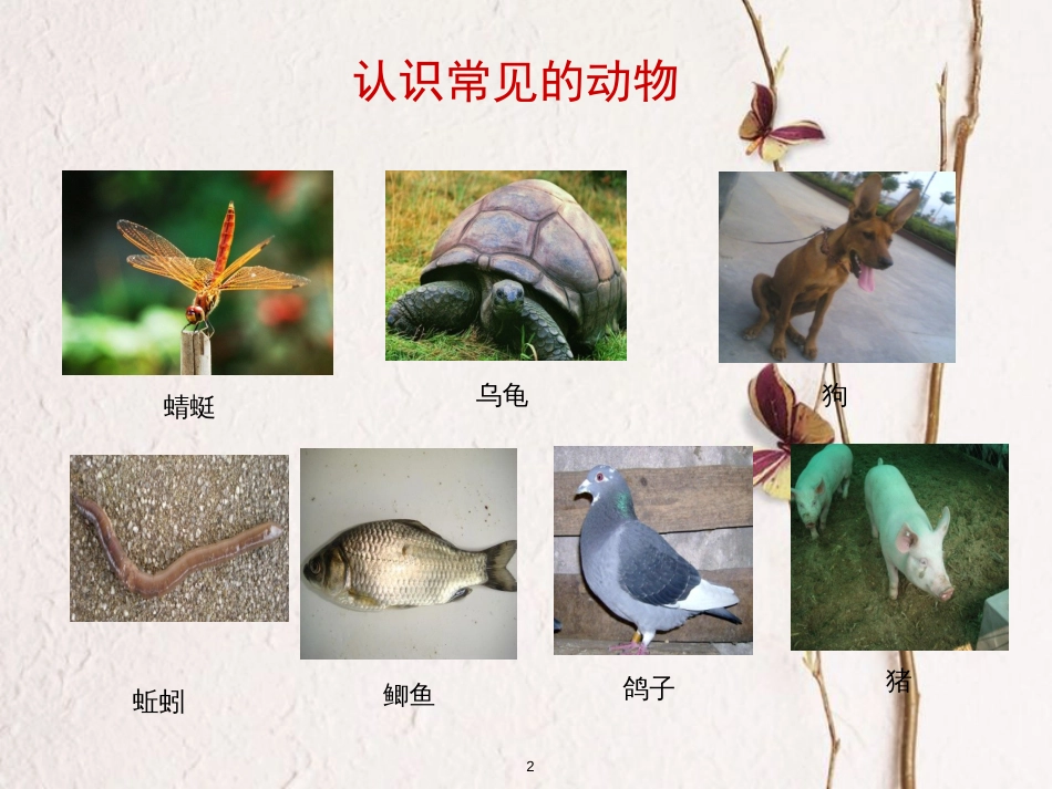 三年级科学上册 2.2 常见的动物课件1 湘教版_第2页